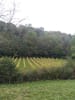One of the vineyard fields. ?? Excellent activity choice!