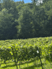 Deluxe English Vineyard Discovery