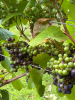 Deluxe English Vineyard Discovery