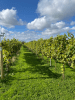 Vineyard view