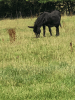 Donkey Picnic for Two at Dashing Donkeys 