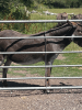  ?? Donkey Picnic