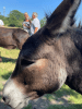  ?? Donkey Picnic