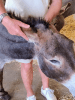  ?? Donkey picnic for two at Dashing Donkeys