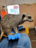 Meet the Meerkats for Two