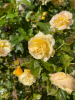 Yellow roses