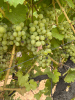 White vines ?? Amazing day 
