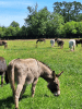 In the field ?? Donkey Picnic
