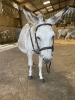  ?? Donkey Picnic