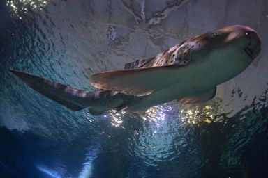 Shark Diving Experience