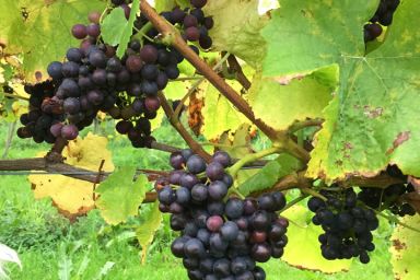 Vineyard Tour and Tasting at Hanwell Wine Estate