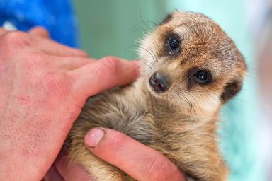 Meet the Meerkats for Two