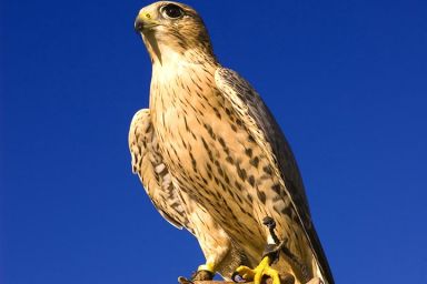 3 Hour Falconry Experience