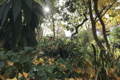 South London Botanical Institute Entrance with a Botanical Cream Tea for 2