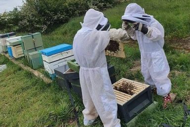 Half Day Beekeeping Experience For Two at More Bees Please 