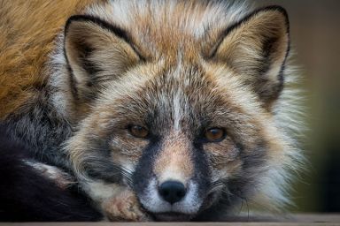 Fox Encounter for Two at Ark Wildlife Park