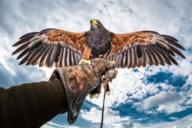 Hawk Walk for Two at SMJ Falconry