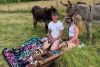 Donkey Picnic for Four at Dashing Donkeys 