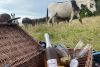 Donkey Picnic for Two at Dashing Donkeys 