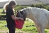 Pony Care Experience for Two at The Ancient Trails Company 