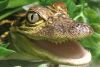 Swimming with the Crocodiles for a Family of Four