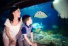 Family Entrance to SEA LIFE London Aquarium & meal at Las Iguanas