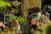 Forest Paintballing for Four with 200 Paintballs