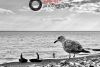 Discover iPhone Photography for One