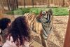Family Overnight stay at Chessington World of Adventures