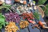 Foraging Day with Wild Lunch