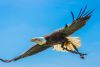 Elite Falconry Experience