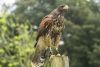 Elite Falconry Experience