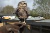 Elite Falconry Experience