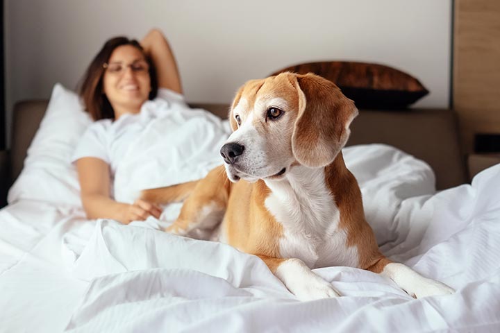 Dog Friendly Hotel Stays