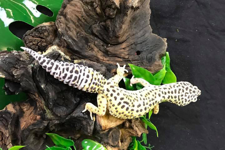 Animal Encounters & Experiences