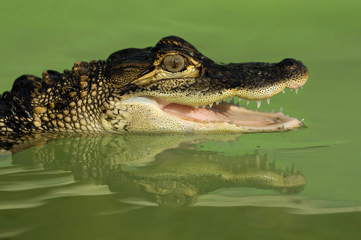 Animal Encounters & Experiences
