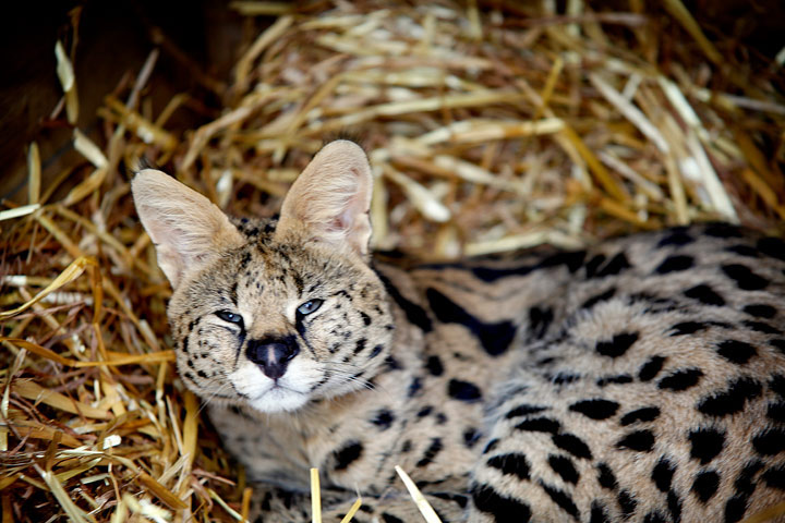 Animal Encounters & Experiences
