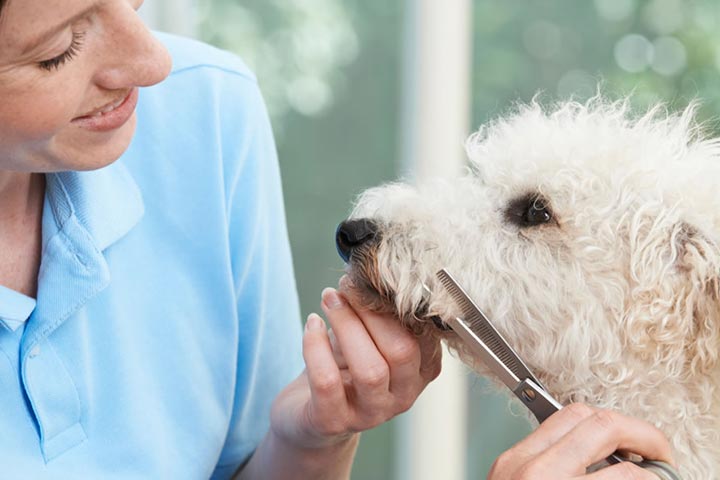 Online Dog Grooming Diploma for 1