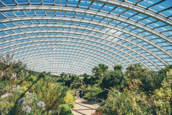 Afternoon Welsh Tea with Prosecco in The Iconic Great Glasshouse for Two
