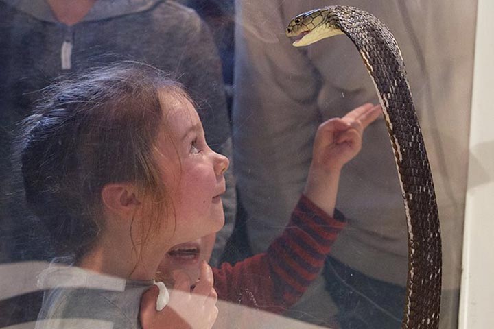 Venomous Snake Show | Activity Superstore
