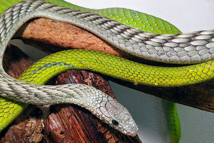 Picture of Venomous Snake Show | Activity Superstore