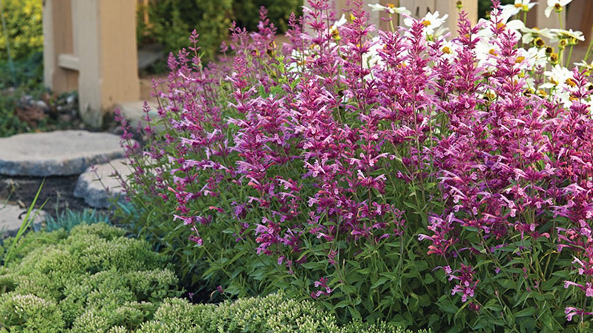 Expert Tips for Growing Agastache in Midwest and Southwest Expert Tips for Growing Agastache in Midwest and Southwest - growing agastache
