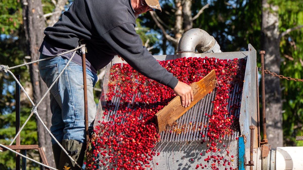 A man operating cranberry harvesting equipment in a lush outdoor setting, showcasing seasonal fall agriculture.