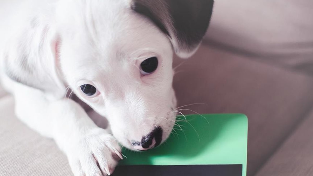Insurers weigh pet claim reviews to curb costs without harming - pet insurance claims