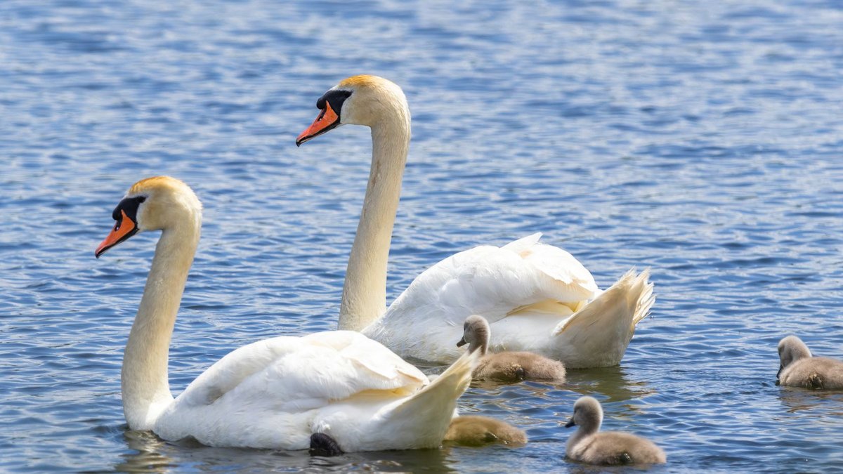 Graceful swans with cygnets swimming on a calm lake surface, showcasing nature's tranquility.