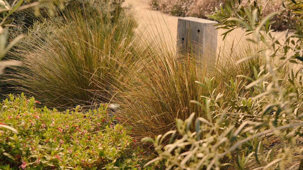 Coastal Gardens Blend Resilience, Beauty, and Sustainability - coastal gardens