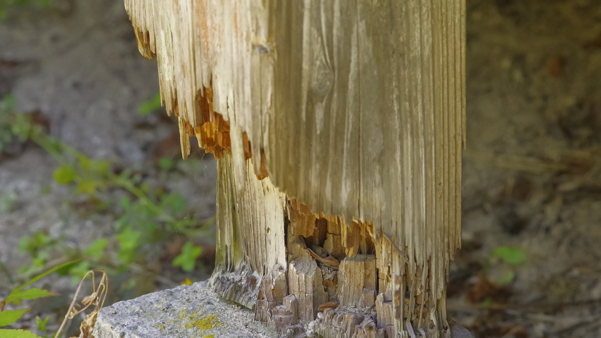Nematodes Help Control Subterranean Termites Naturally Nematodes Help Control Subterranean Termites Naturally - nematodes control