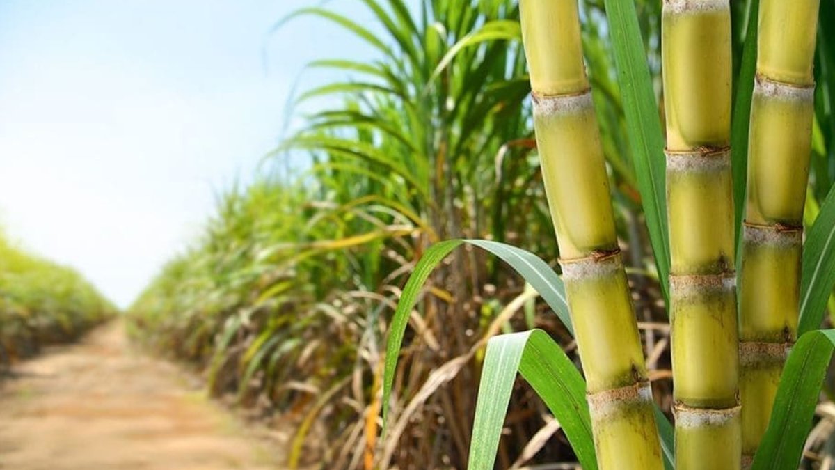 Ghana hikes cocoa price amid supply worries - cocoa price