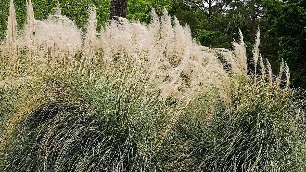 Portugal’s pampas grass invasion worsens allergies - pampas grass