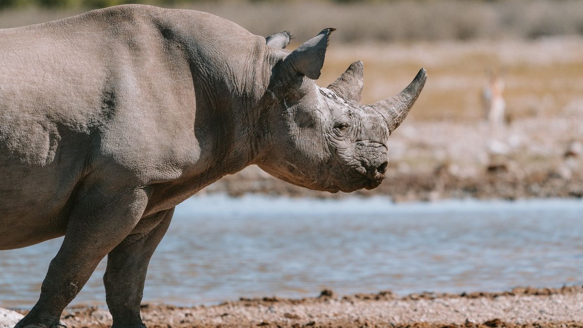 Namibia sees wildlife recovery through collaboration Namibia sees wildlife recovery through collaboration - wildlife recovery